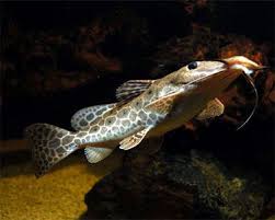 Freshwater Catfish Species Aquarium Freshwater Catfish Aquarium Catfish Catfish