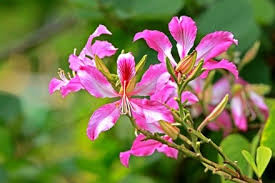 We did not find results for: Kachnar The Beautiful Orchid Tree