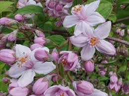 Image result for Deutzia x hybrida ′Mont Rose
