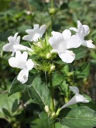 Image result for Barleria sp. D (near holubii)