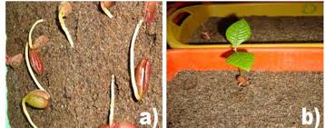 Image result for Pouteria adolfi-friederici