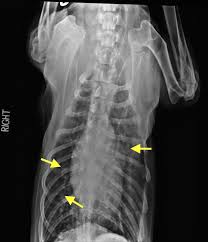 The most common abnormal clinical sign reported in dogs with lung cancer is chronic cough. Image Gallery Primary Metastatic Tumors Part 1 Clinician S Brief