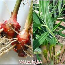 Halia telah dikaji untuk melegakan kesakitan otot, terutama semasa bersenam dan bersukan. 10 Khasiat Halia Bara Yang Patut Kita Ketahui Inana