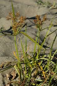 Image result for Cyperus sp.no.7