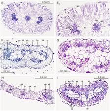 Image result for Chenolea