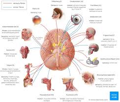 cranial nerves anatomy names functions and mnemonics kenhub