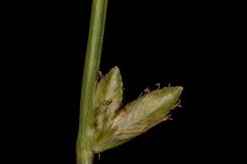 Image result for Cyperus laevigatus