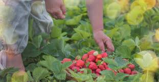 Check spelling or type a new query. Coronavirus Outbreaks Tied To Migrant Farm Workers In Michigan Bridge Michigan