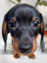A Lovely Wiener Dog Puppy Dachshund Puppy Funny Wiener Dog Puppies Dachshund Puppies