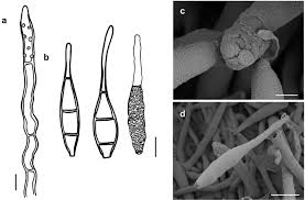 Image result for Lindackeria bukobensis