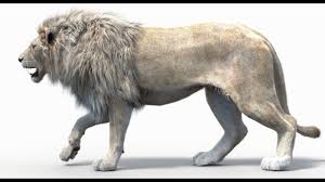 White Animated Lion 3d Model Lion Animated Fur Two Colors Is A High Quality Cgi 3d Model To Add More Details And Realism To Your 3d Model Animation Lion