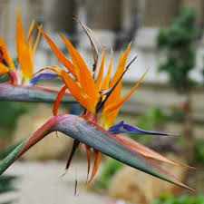 Image result for Strelitziaceae