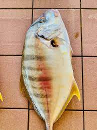 Ia mengatakan, bintik putih pada ikan lele tersebut bukan mengindikasikan ada cacing di dalamnya, melainkan parasit jenis protozoa. Inilah Ikan Putih Batik Guys Ikan Pasar Digital Sabahan Facebook