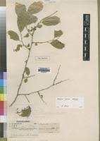 Image result for Diospyros squarrosa