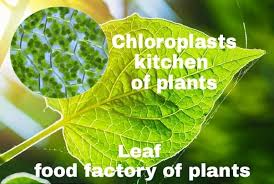 Cactuses don't like wet roots, so grow yours in a pot with drainage holes. What Part Of A Plant Makes Food How Is It Done Quora