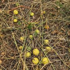 Image result for Cucumis myriocarpus