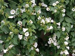 Image result for Turbina corymbosa