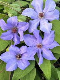Image result for Clematis