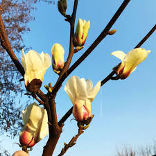 Image result for magnolie sunsation