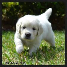English lab puppies for sale in alabama. English Cream Labrador Puppies For Sale Petsidi