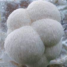 What you need to grow lion's mane mushrooms. Lions Mane Mushroom Organic Millet Grain Spawn