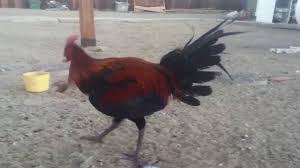 Sabung ayam online terpercaya memiliki keuntungan yaitu anda bisa mengisi waktu kosong anda dengan mencari uang melalui permainan ini. Pure Peruvian Navajero Stag Youtube