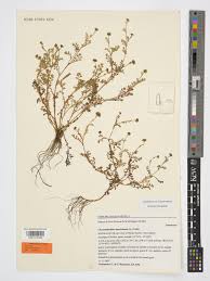 Image result for Chrysanthellum