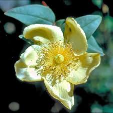 Image result for Hypericum quartinianum