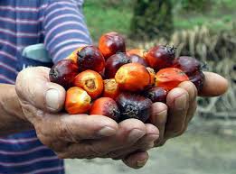 Love my palm oil campaign is an initiative by the ministry of primary industries to instil pride and. Palm Oil God S Gift Is New Slogan For Palm Oil Campaign Says Commodities Minister The Star