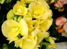 Image result for Begonia meyeri-johannis