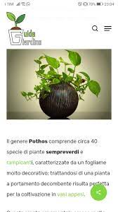 pothos coltivare piante sempreverde