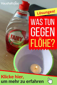 In diesem video lernen sie wortschatz zum thema in der wohnung. Flohe In Der Wohnung Effektive Hausmittel Gegen Flohe Ratgeber Flohe In Der Wohnung Hausmittel Gegen Flohe Haushaltsfee