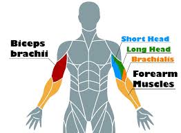Arm muscles can also be classified by their compartments or regions. Emm 0uymkvejbm