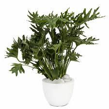 The tree philodendron (philodendron selloum) is an attractive, large evergreen shrub with leaves up to 3 feet long. Milano Round Large White Philodendron Selloum Philodendron Hope Plant The Future