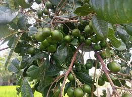 Image result for Vitex doniana