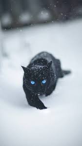 Black Cat Iphone Wallpaper Kitten Wallpaper Rabbit Wallpaper Cat Wallpaper