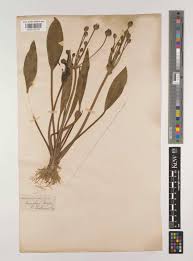 Image result for Butomopsis