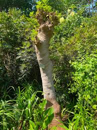 Image result for Phytolacca dioica
