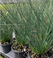 Image result for Juncus exsertus
