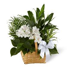 Check spelling or type a new query. Peace Beauty Sympathy Dishgarden At Send Flowers