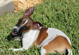 6 Things You Didnt Know About The Rat Terrier American