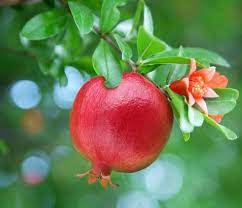 Pomegranate Tree Large Wonderful Etsy Fruit Trees In Containers Dwarf Fruit Trees Growing Fruit Trees