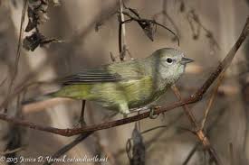 Backyard Birds Of Central Florida Central Florida Backyard Bird Identification Backyard Birds Bird Identification Backyard