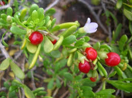 Image result for Lycium