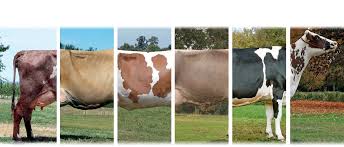 Before you milk a cow by hand, lubricate your hands with petroleum jelly or udder cream to reduce friction on the udders. Name That Cow The 6 Great Dairy Breeds Dairy Discovery Zone