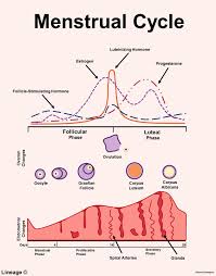 Menstrual Cycle Reproductive Medbullets Step 1