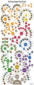 My Chart In Bbc Science Focus Evolutionary Biology Focus