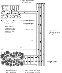 Maybe you would like to learn more about one of these? 5 5 Uptake Of Water And Minerals In The Roots Support And Transport Systems In Plants Siyavula
