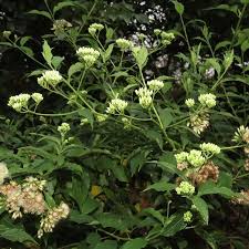 Image result for Microglossa pyrifolia