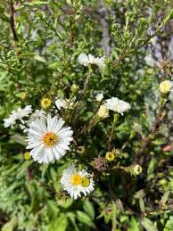 Image result for Asters `Jenny